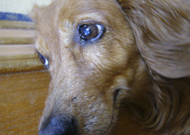 力匠部屋~「狂犬病予防接種の日」