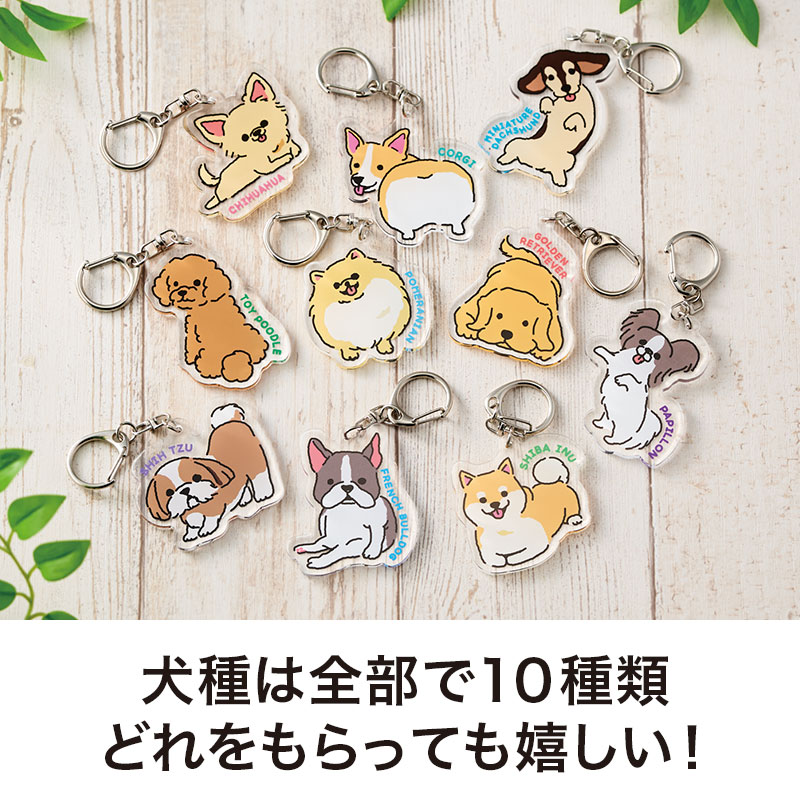 お気に入りの子がきっと見つかる