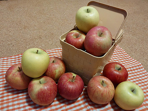 力匠部屋～「りんごの季節」