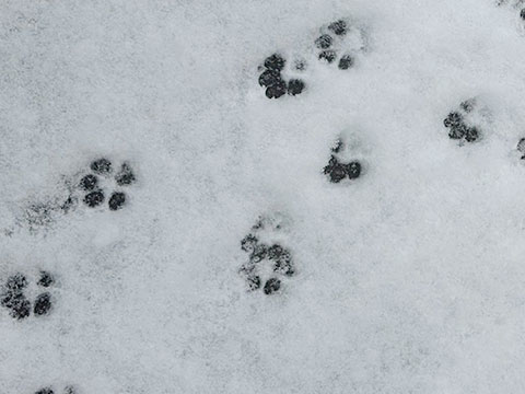 力匠部屋~「小さな足跡」