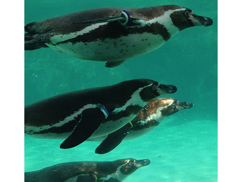 力匠部屋～「好きな動物は何ですか？」