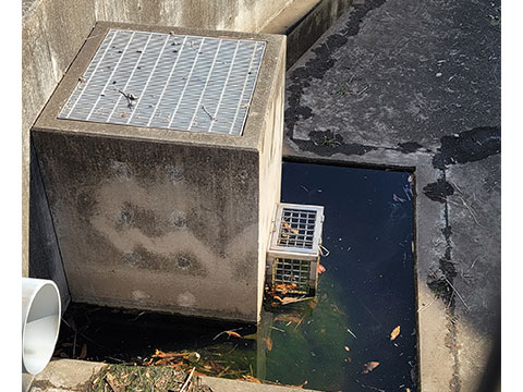 力匠部屋～「カエルの目覚め（閲覧注意）」