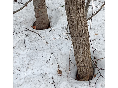 力匠部屋～「根開き＝心豊かな気分にしてくれる素敵な風景」