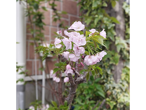 力匠部屋~「桜」