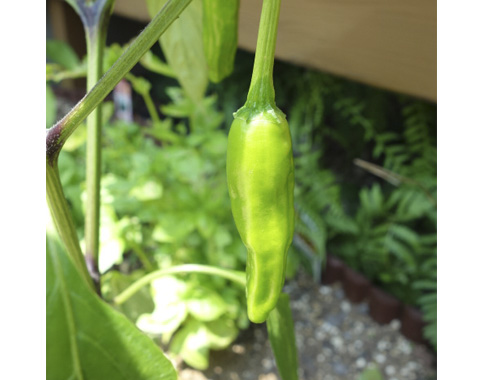 力匠部屋～「家庭菜園♪」