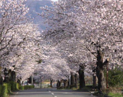 力匠部屋～「花見」