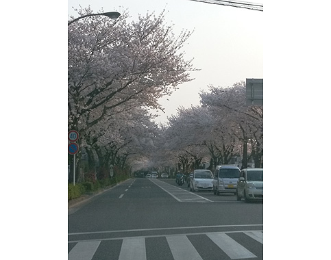 力匠部屋～「桜と「桜ヶ丘」」